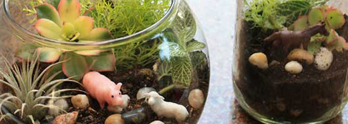 Terrarium for teens banner